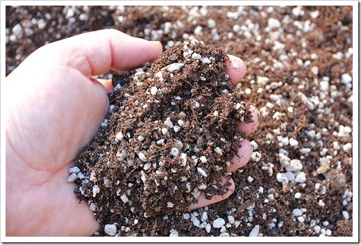 ترکیب خاک مناسب برای ساکولنت ها
