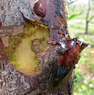آشنایی یا بیماری شانکر باکتریایی درختان هسته دار