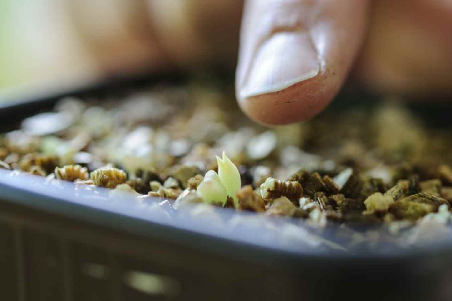 آموزش تصویری کاشت بذر کاکتوس