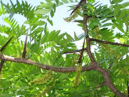 درخت لیلکی مناسب ایجاد حصار و یا  کاشت در پارک های جنگلی