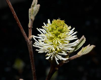 Fothergilla gardenii