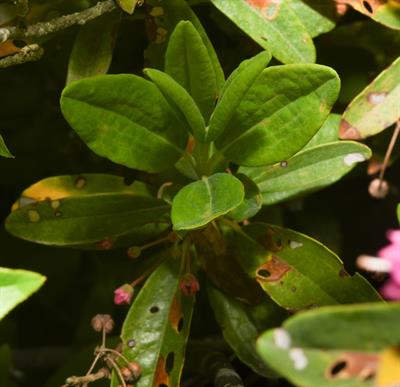 Kalmia angustifolia