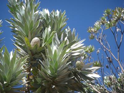 Leucadendron argente