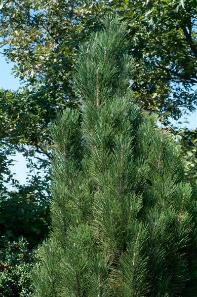 Pinus nigra ‘Arnold 