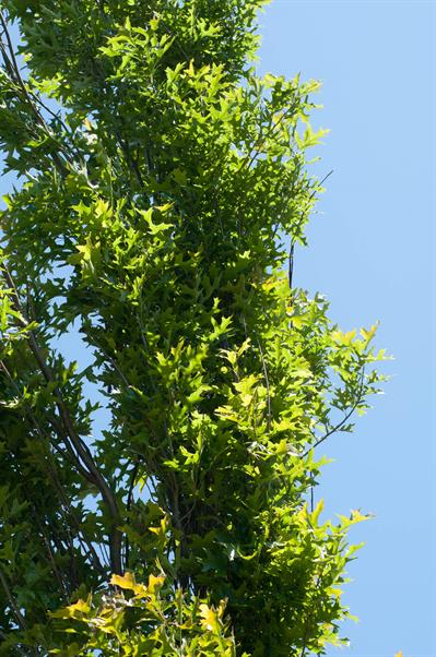 Quercus palustris