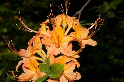 Rhododendron calendu