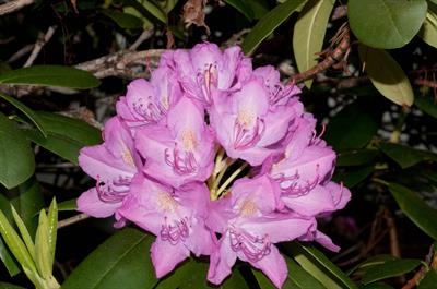 Rhododendron catawbi
