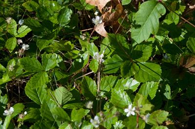 Rubus hispidus