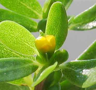 گیاهان دارویی و درمان بیماریهای میگرن وافسردگی گیاهان دارویی و درمان بیماریهای میگرن وافسردگی