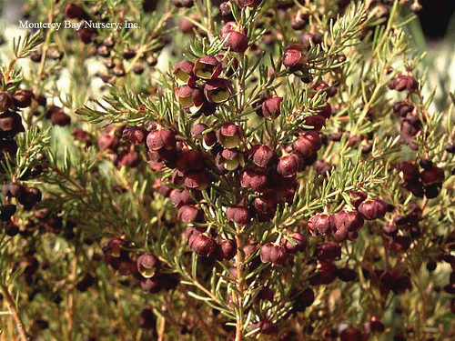 boronia%20megastigma_05.jpg