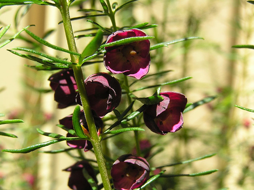 boronia%20megastigma_06.jpg