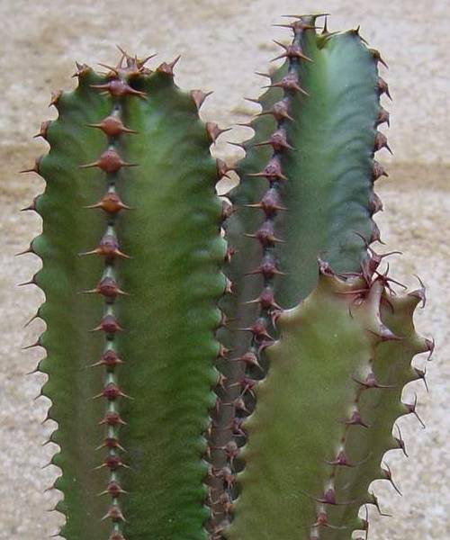 http://www.nargil.ir/plant/images/pic/78/Euphorbia%20Canariensis%202.jpg