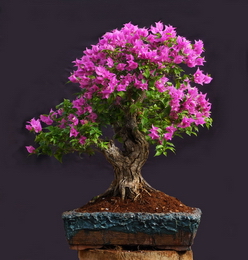 Bonsai Plants on