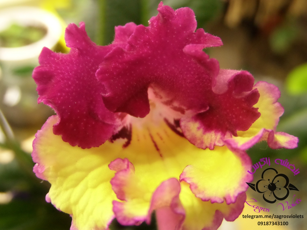 استرپتوکارپوس (Streptocarpus) رقم WOW