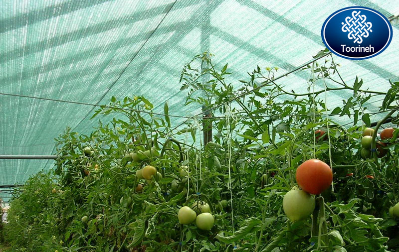 توری سایبان گلخانه ای - شید گلخان