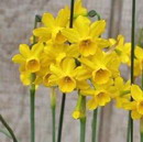 پرورش گل و گیاهان زینتی و گل های بهاری را به خانه هایمان پرورش گل و گیاهان زینتی و گل های بهاری را به خانه هایمان