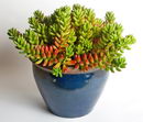 Sedum%20rubrotinctum%202.jpg