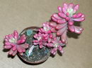 Sedum%20rubrotinctum%205.jpg