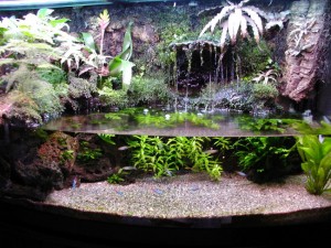 http://www.nargil.ir/plant/images/terarium/stand/amazon1-300x225.jpg