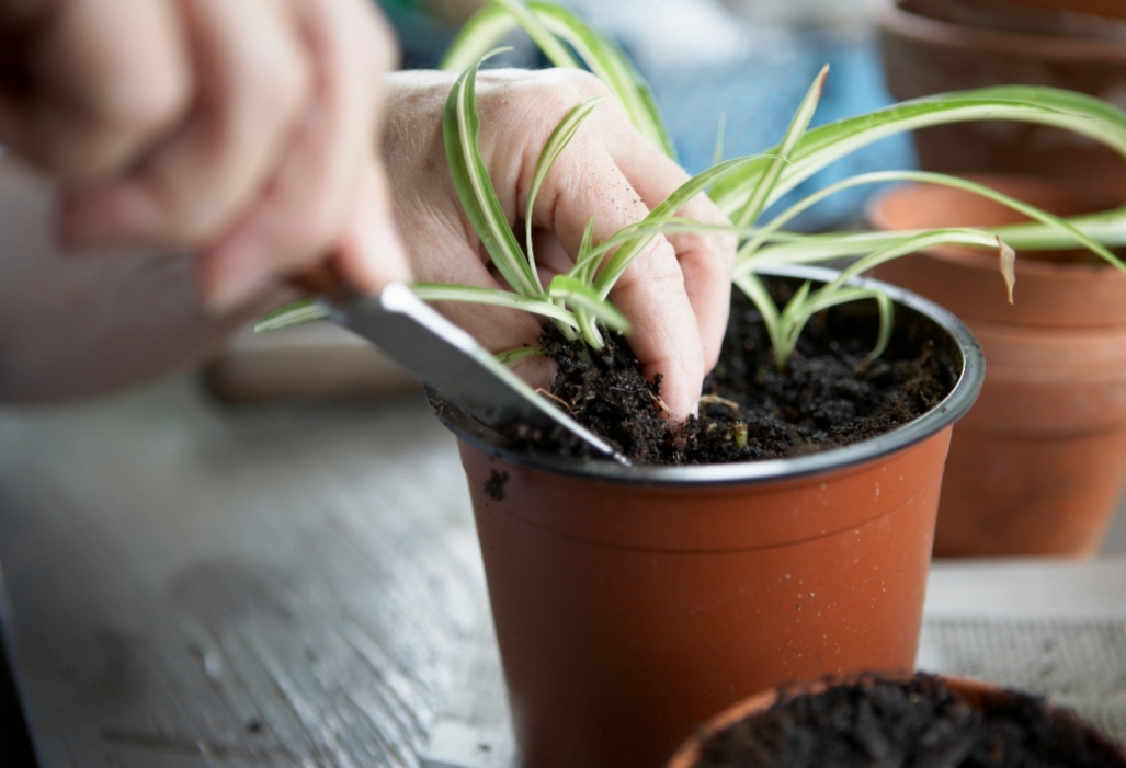 چگونه می توان نوزادان گیاه گندمی را پرورش داد؟