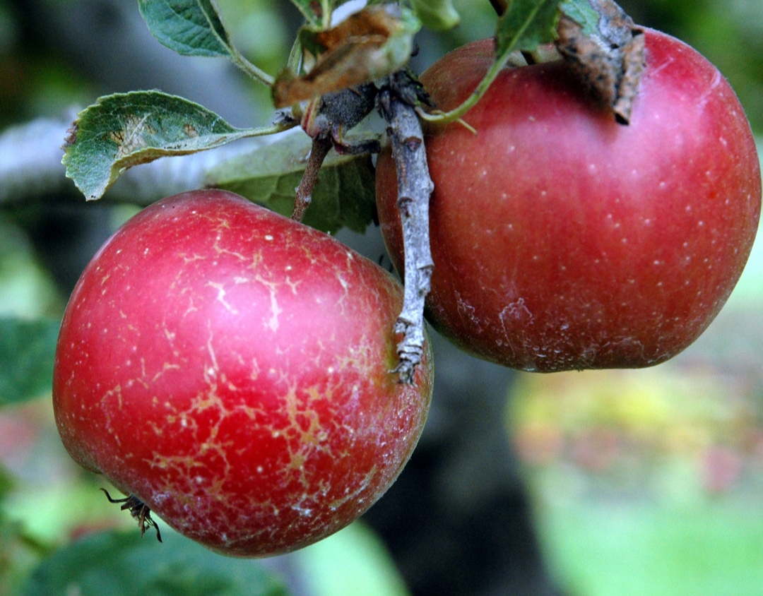 شناخت بیماری سفیدک حقیقی سیب و نحوه ی درمان